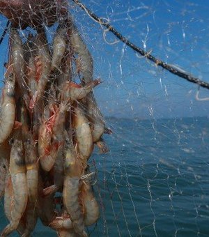 Milícia lucra R$ 1, 2 milhão com pesca de camarão rosa proibido no litoral do Rio