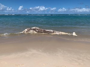 Baleia encalha e morre na Barra de São Miguel