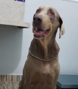 Devido a decisão judicial, tutor de cão eutanasiado recolhe corpo do animal