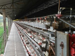 Granja é multada em mais de R$ 29 mil por irregularidades ambientais