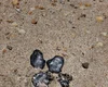 Manchas de óleo são encontradas na Praia do Toque, em São Miguel dos Milagres