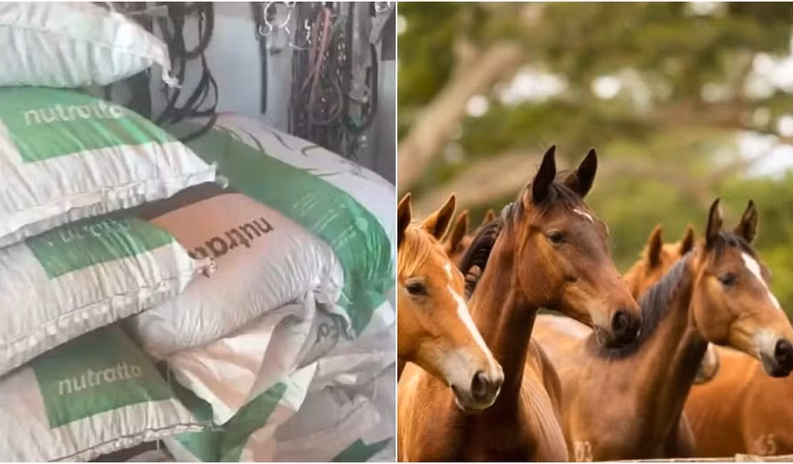 Ministério da Agricultura suspende venda de ração para equídeos da Nutratta após morte de cavalos