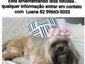 Família procura cadela desaparecida em Arapiraca