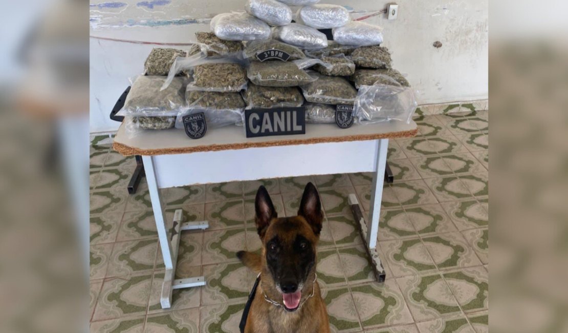 Mala com mais de 10 kg de maconha é encontrada em ônibus durante operação policial em Arapiraca