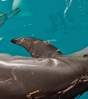 Morre, aos 16 anos, golfinho que estrelou o filme Winter, O Golfinho