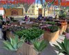 Feira de Flores Holambra chega a Arapiraca com plantas a partir de R$ 5