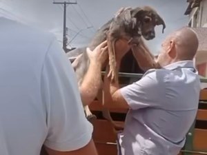 Canibalismo e desnutrição: 26 cães resgatados em Maceió precisam de ajuda