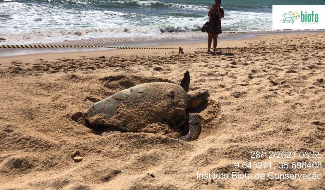 [Vídeo] Banhistas flagram momento de desova de tartaruga na Praia de Jatiúca