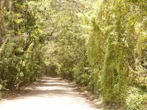 [Vídeo] Túnel Verde é lindo atrativo turístico de Porto de Pedras