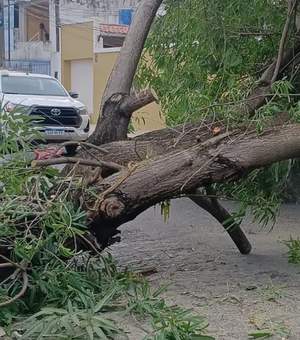 Árvore cai, derruba poste e atinge residência no bairro da Jatiúca, em Maceió