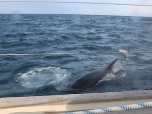 Navegadores ingleses dizem que foram atacados por 30 orcas 'raivosas'; veja