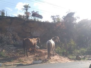Cavalos às margens da AL 101 Norte causam perigo em Maragogi