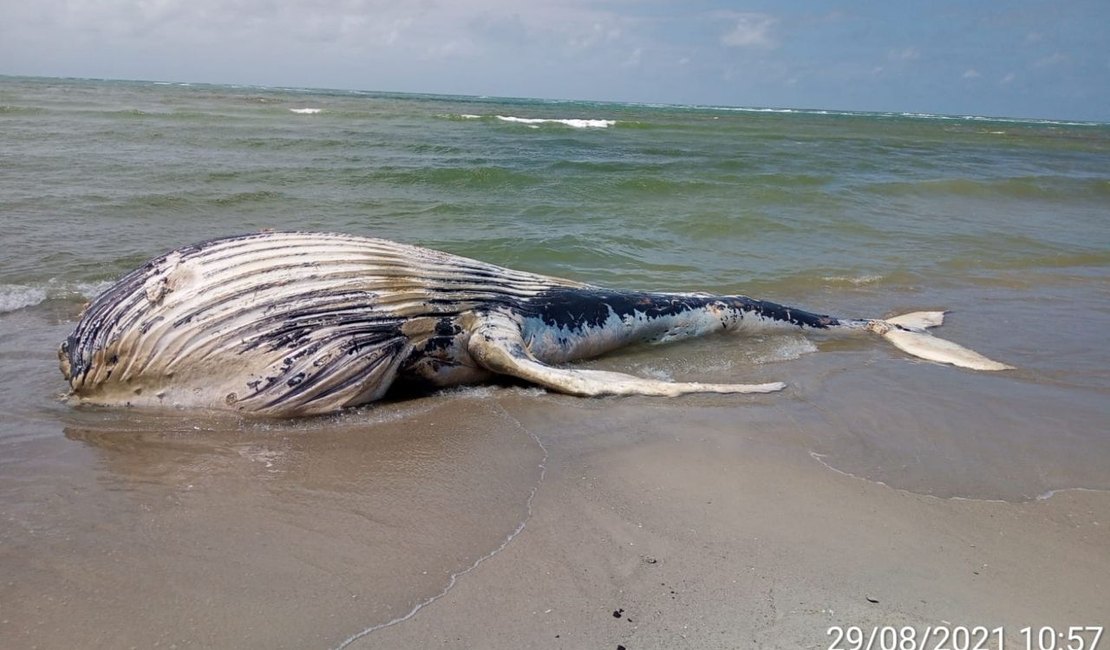 Baleia jubarte é encontrada encalhada e morta em Marechal Deodoro