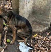 Homem é preso após cães e gatos serem resgatados sem água e comida em Arapiraca