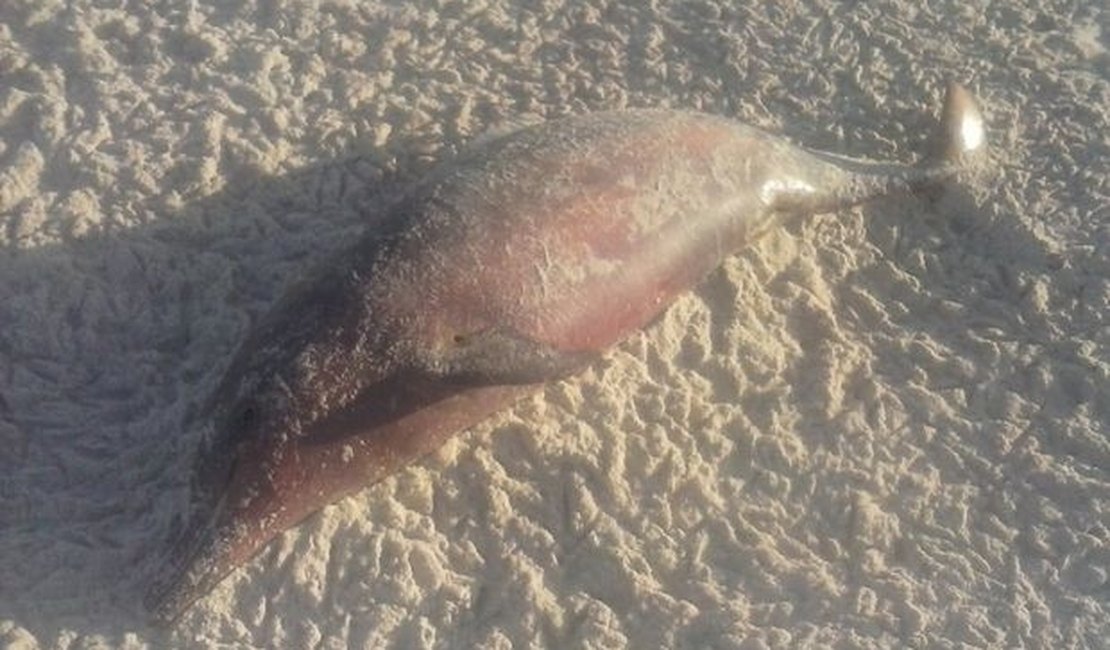 Golfinho e quatro tartarugas foram encontradas mortas no litoral alagoano neste fim de semana