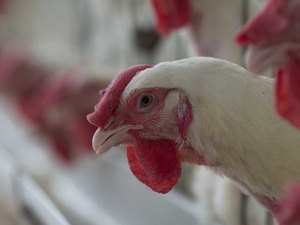 Açúcar e carne de frango são os mais impactados por sobretaxa da China