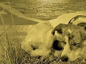 Prefeitura de São Miguel  esclarece projeto para 'emplacamento' de animais