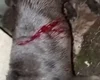 Pitbull foge de casa e é encontrada esfaqueada no Vale da Perucaba, em Arapiraca