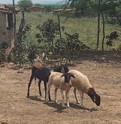 Animais aparecem mortos, sem sangue, e assustam moradores da zona rural de Craíbas: 'chupa-cabra'