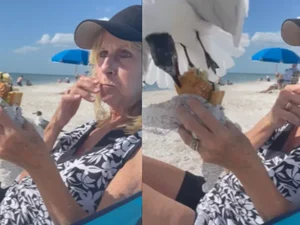 Gaivota surpreende turista e rouba pedaço de lanche em praia nos EUA