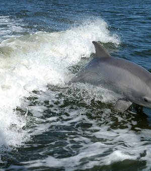 Lei que proíbe golfinhos e baleias em cativeiro é aprovada no Canadá