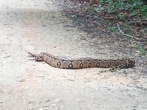 [Vídeo] Jiboia de quase 3 metros aparece em Vila de Carlinhos Maia, em Penedo