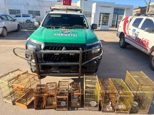Armas de fogo e centenas de animais silvestres são apreendidos em operações do Batalhão de Polícia Ambiental