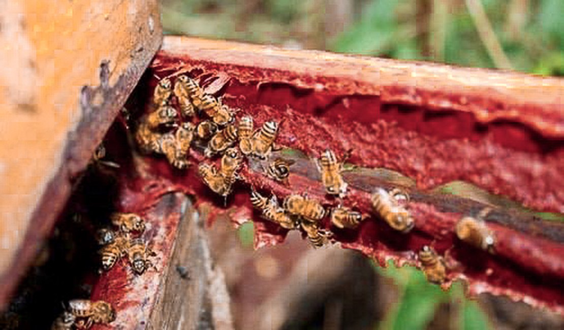Projeto que reconhece própolis vermelha como patrimônio é aprovado em 1º turno