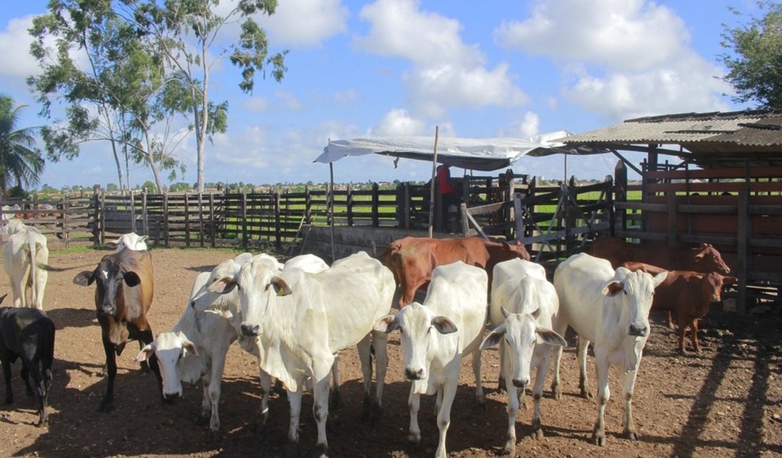 Mais Pecuária Brasil inicia melhoramento genético do gado em Penedo