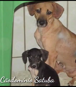 [Vídeo] Abrigo CãoDomínio Satuba precisa de doações para realizar castração de animais resgatados