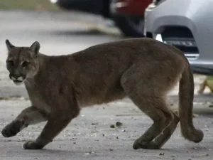 Mãe luta com puma com as próprias mãos para salvar filho de ataque
