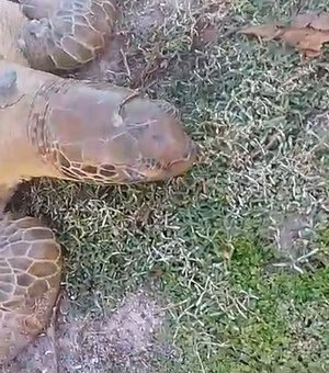 Tartaruga marinha com trauma na cabeça é encontrada às margens da Lagoa Mundaú