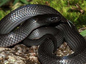 Mulher encontra cobra venenosa na bolsa e foto surpreende nas redes sociais