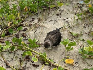 [Vídeo] Biota registra encalhes de aves marinhas em praias de Alagoas