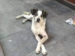 Cachorro é atacado a pauladas em supermercado e morre