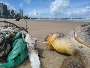 Tartarugas mortas são encontradas na orla de Maceió