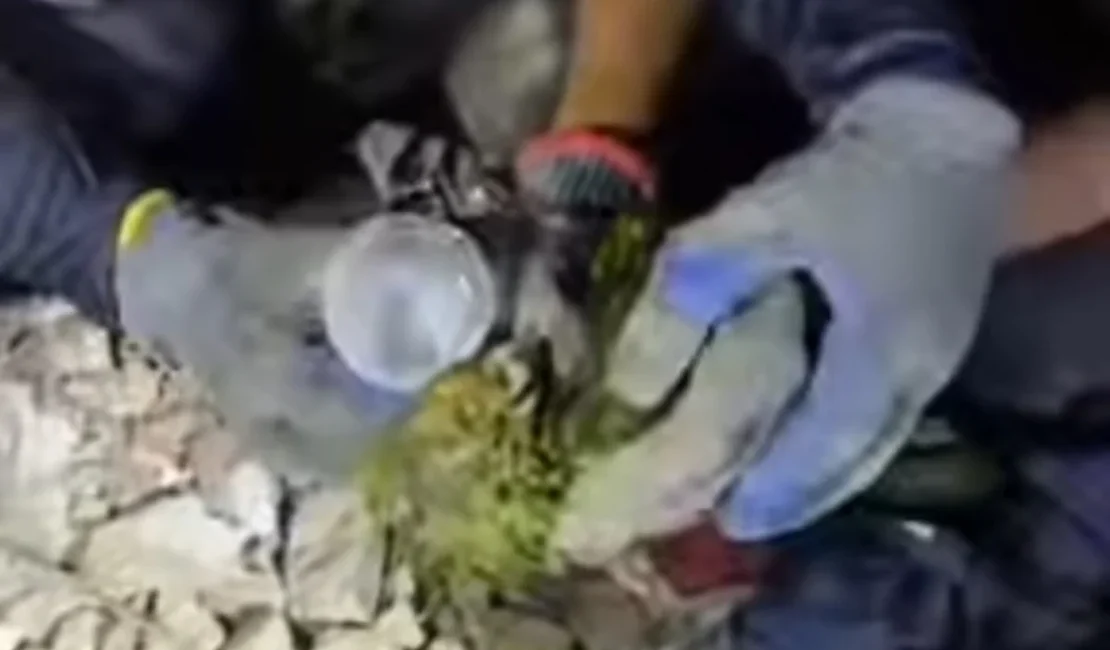 Papagaio é encontrado vivo sob escombros dos terremotos na Venezuela