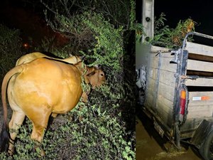 Trio é preso suspeito de furtar gado e animais são recuperados no Sertão de Alagoas