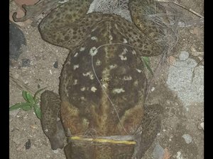 Mulher tem fotografia encontrada dentro da boca do sapo em Maragogi