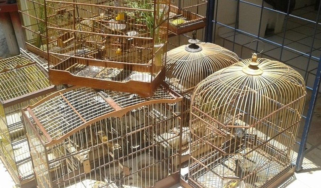 Batalhão de Polícia Ambiental resgata 19 pássaros silvestres em residência