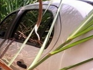 Carro utilizado em tentativa de assalto na BR-101 é encontrado em Coruripe