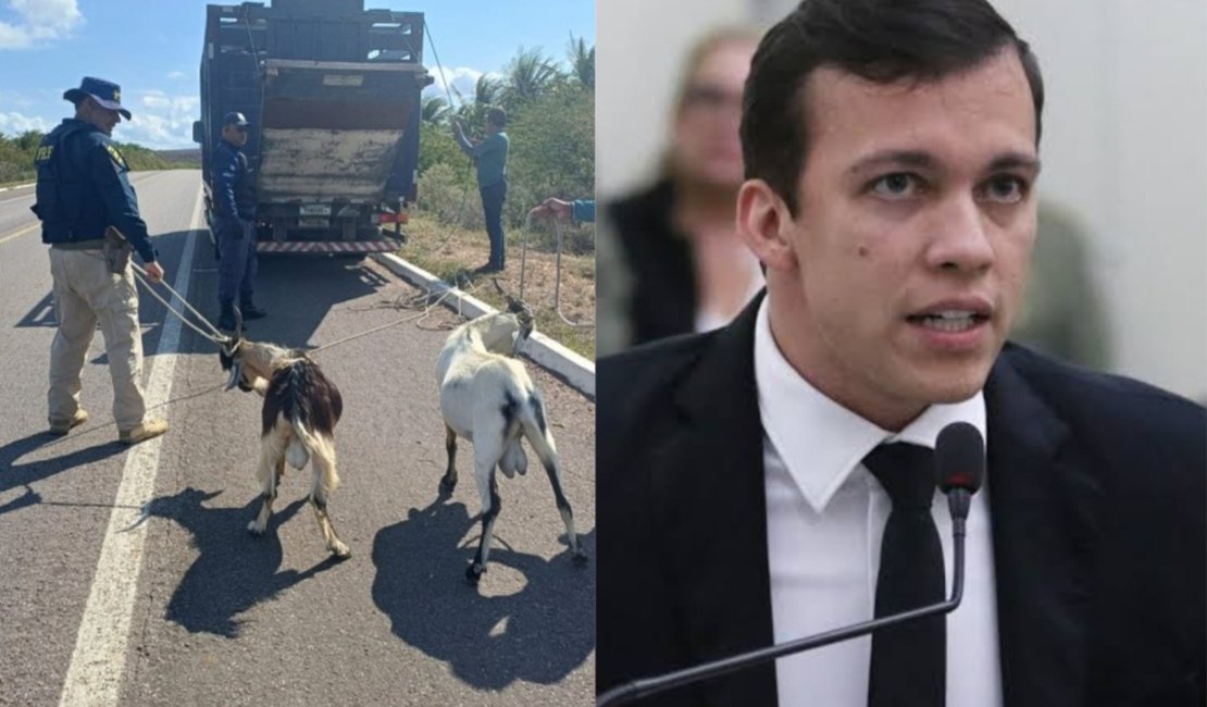 Após ofício do deputado Delegado Leonam, PRF intensifica recolhimento de animais soltos em rodovias do Sertão