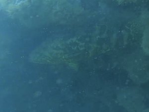 Peixe Mero, ameaçado de extinção, é avistado em área marinha de Coruripe