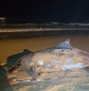 Golfinho é encontrado morto com marcas de rede de pesca na Jatiúca