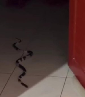 Moradores se assustam ao encontrar cobra dentro de casa na parte alta de Maceió