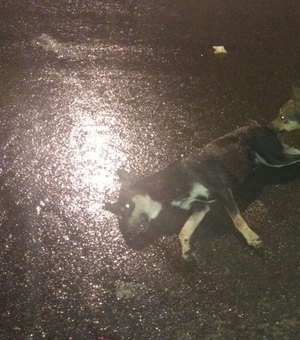 Cachorro morre e motociclista fica ferido após colisão em Arapiraca