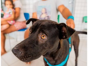 Secretaria de Estado da Cidadania ressalta cuidados com cães e gatos em períodos chuvosos