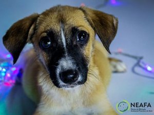 Publicitários fazem sessão de fotos de cães e gatos em campanha de Natal para o Neafa