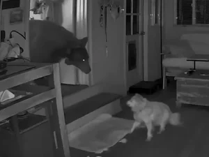 Cão idoso encara urso que invadiu casa enquanto dona dormia