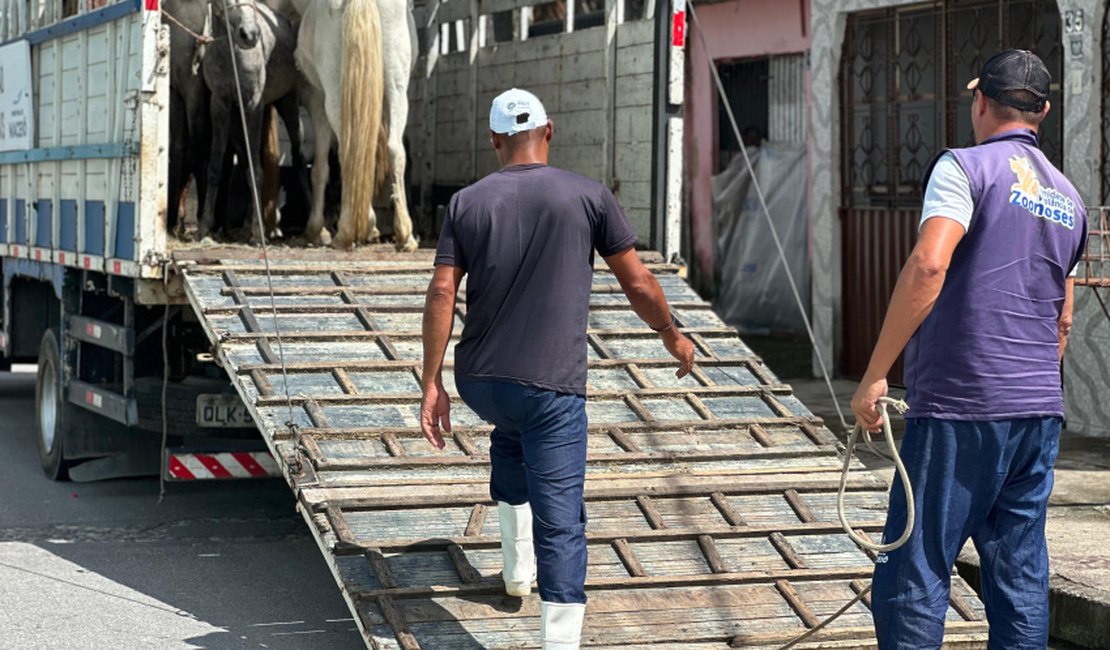 Participantes do Projeto Ecoleta doam cavalos que puxavam carroças